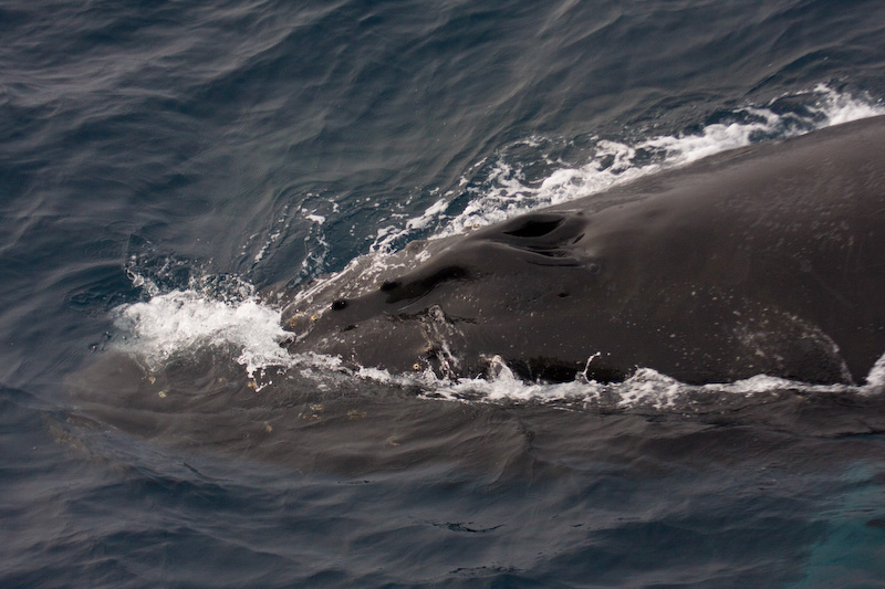 Humpback Whale